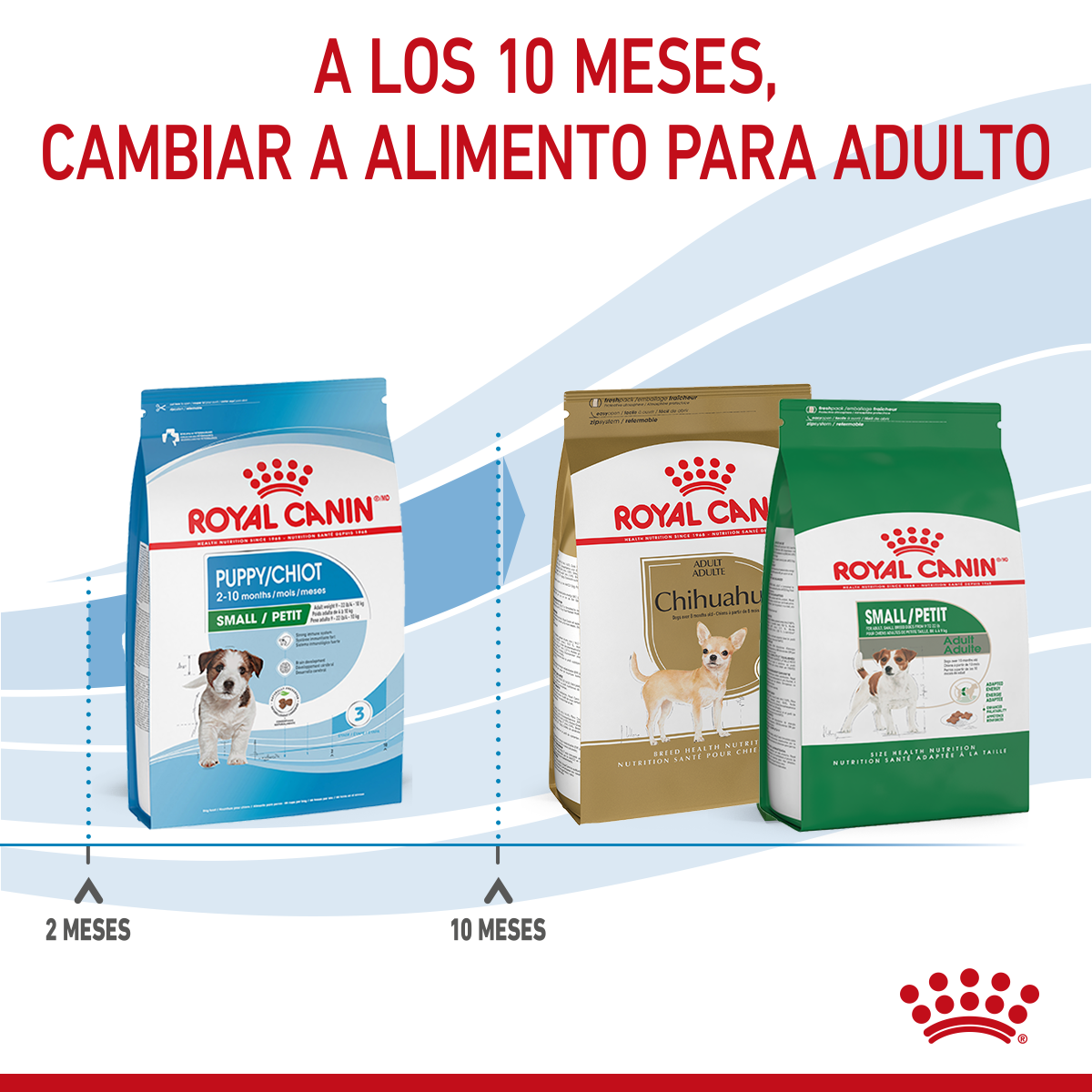 Royal Canin Cachorro Raza Pequeña Royal Canin Cachorro Raza Pequeña